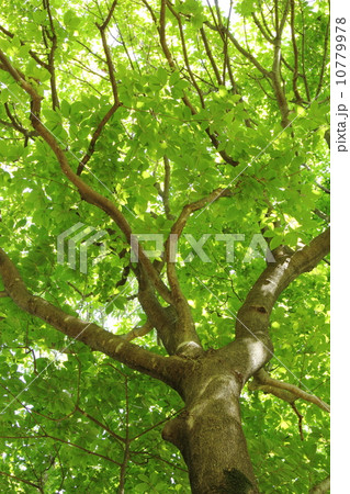 メグスリノキ メグスリノキ 10779978