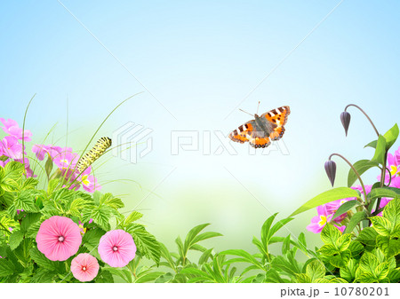 Summer frame 10780201