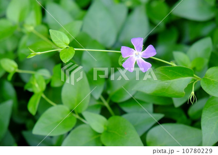 ツルニチソウ 10780229