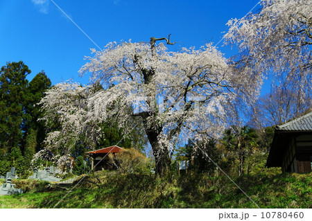 臥竜院のエドヒガン（シダレザクラ） 10780460