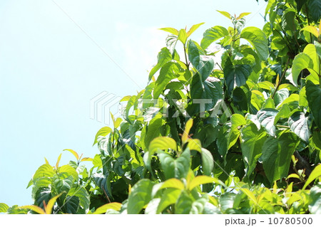 クマノミズキ クマノミズキ 10780500