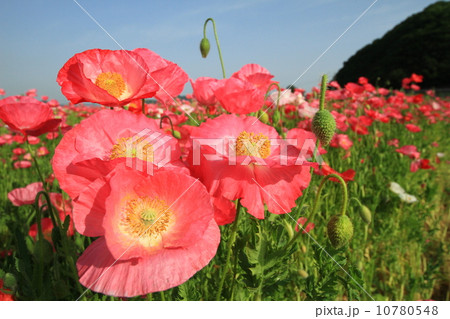 ぽぴー16 ぽぴー16 10780548