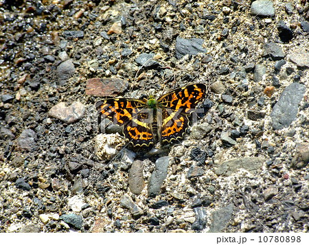 サカハチチョウ サカハチチョウ 10780898