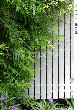 Bamboo Bamboo 10781235