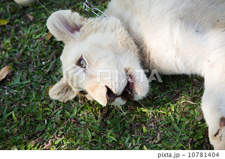 White cub 10781404