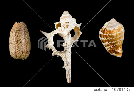 Mixed shells 10781437