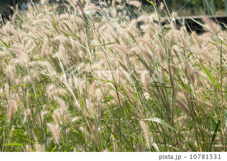 Cattail Cattail 10781531