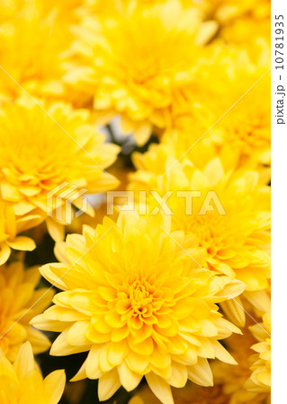 キクの花 10781935