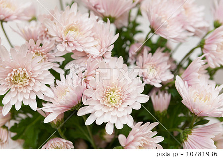 キクの花 10781936