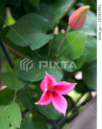 クレマチス(プリンセスダイアナ) クレマチス(プリンセスダイアナ) 10781951