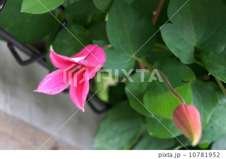 クレマチス（プリンセスダイアナ） 10781952