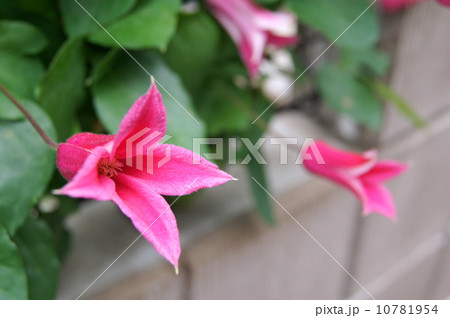 クレマチス（プリンセスダイアナ） 10781954