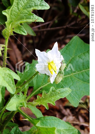 ﾜﾙﾅｽﾋﾞシリーズ（縦） 10781983