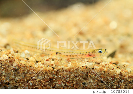 シロウオ シロウオ 10782012