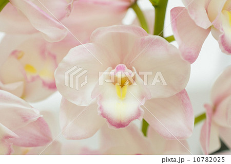 シンビジウム 10782025