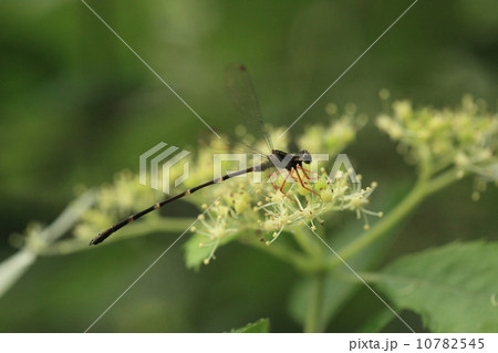 生き物　昆虫　ヤエヤマコンテリギの花に止まるトゲオトンボ 10782545