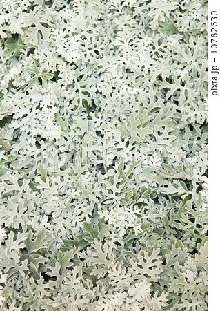 シロタエギク 10782630