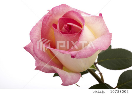 花、薔薇、バラ、プリンセスドモナコ 10783002