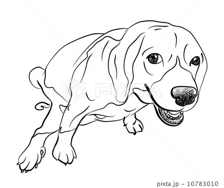 Pooping beagle 10783010