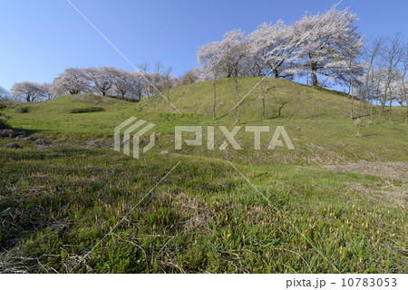 丘の上の桜 丘の上の桜 10783053