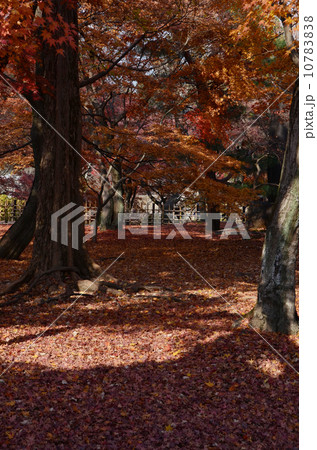 東福寺　紅葉 10783838