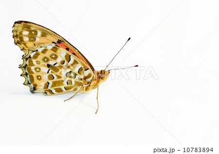 ツマグロヒョウモンチョウのオスの羽根　白背景 10783894