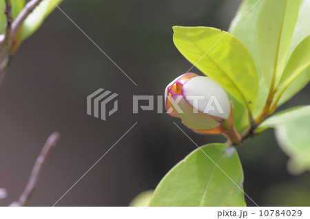カラタネオガタマの花の蕾 10784029
