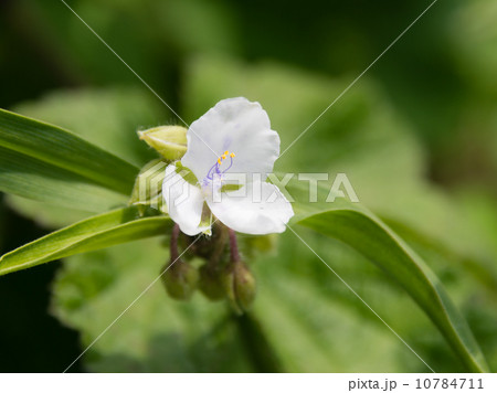 ムラサキツユクサ 10784711