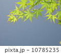 新緑 10785235