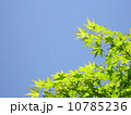 新緑 10785236