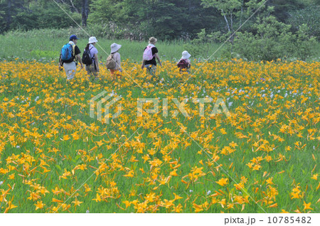 ニッコウキスゲ漫歩 10785482