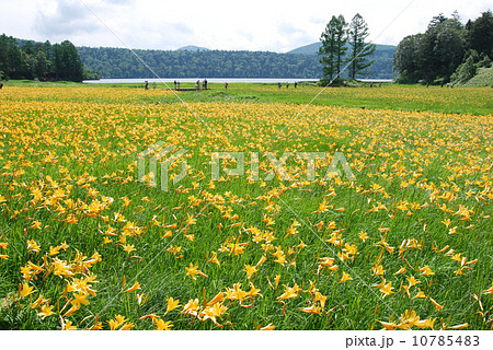 キスゲ満開の尾瀬 10785483