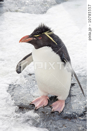 Rockhopper penguin standing on snow 10785557