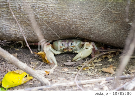 Chicken Crab,Crab that is Called Chicken at Ko Ta Chai island,Th Chicken Crab,Crab that is Called Chicken at Ko Ta Chai island,Th 10785580