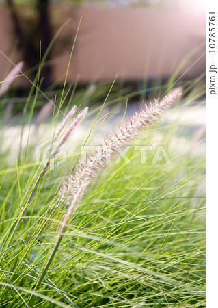 burgrass on soft blur background with lens flare , hedgehog gras 10785761