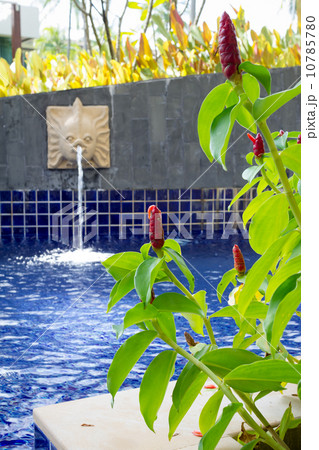 Red Malay Ginger at the pool 10785780