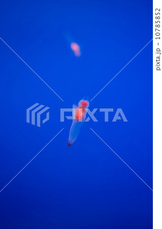 Naked Sea Butterfly or Sea Angel ( Common Clione) in Hokkaido,Ja Naked Sea Butterfly or Sea Angel ( Common Clione) in Hokkaido,Ja 10785852