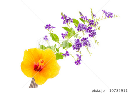 flower of hibicus and duranta isolated on white background 10785911