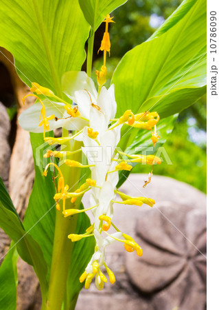 white dragon flower or globba winitii 10786090
