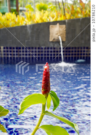 Red Malay Ginger at the pool 10786210