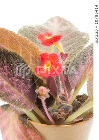 red episcia flowers on white background 10786414