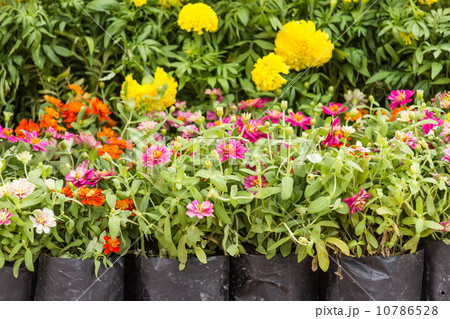 Mexican sunflower 10786528