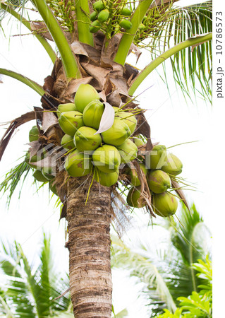 coconut tree 10786573