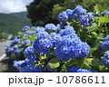 紫陽花 10786611