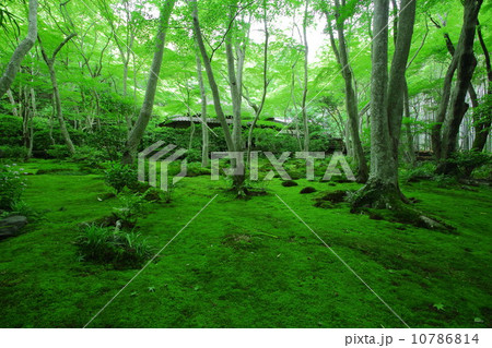新緑の祇王寺 新緑の祇王寺 10786814
