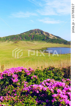 阿蘇　烏帽子岳とミヤマキリシマ 10786827