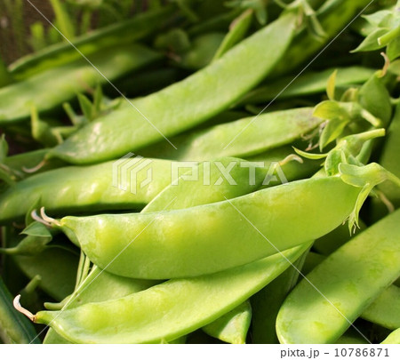 きぬさや 10786871