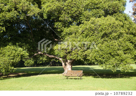 90652　シドニー　ロイヤルボタニックガーデン 10789232