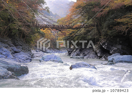 徳島県三好市、秋の「祖谷のかずら橋」 徳島県三好市、秋の「祖谷のかずら橋」 10789423