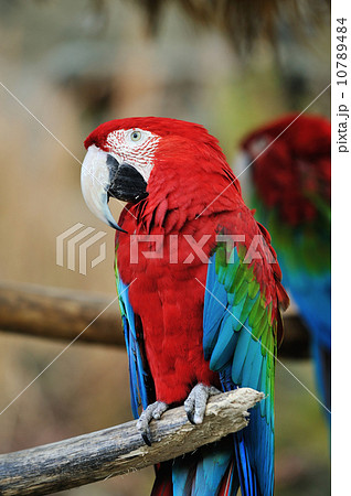 アカコンゴウインコ 10789484